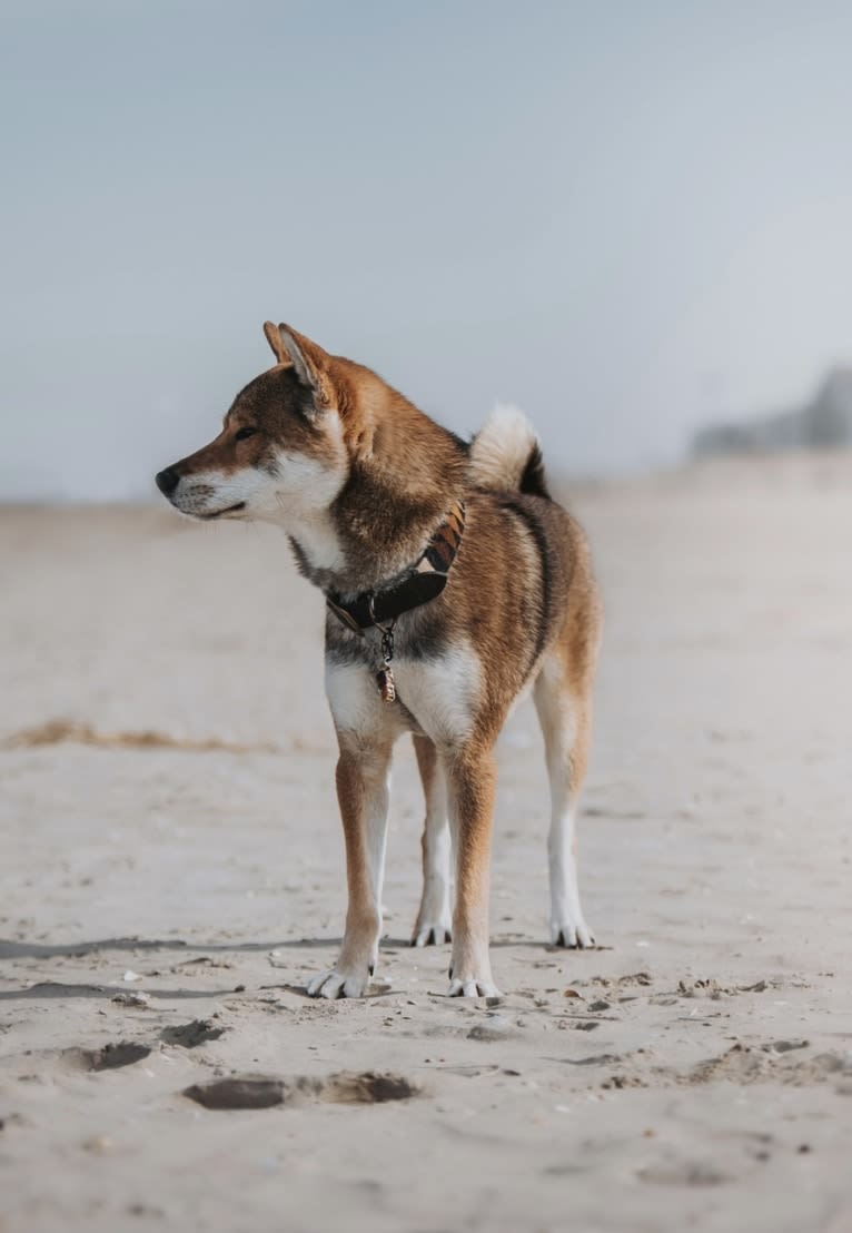 Hikiro Bijin Shinrin Yoku Sou, a Shikoku tested with EmbarkVet.com