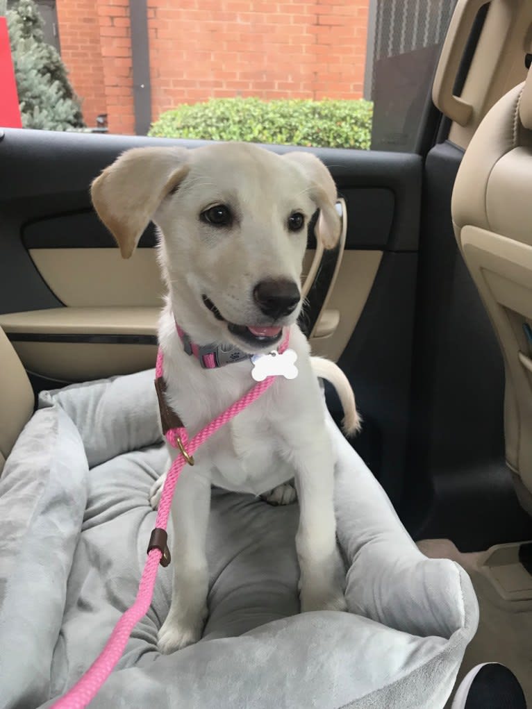 Ella, a Labrador Retriever and Siberian Husky mix tested with EmbarkVet.com