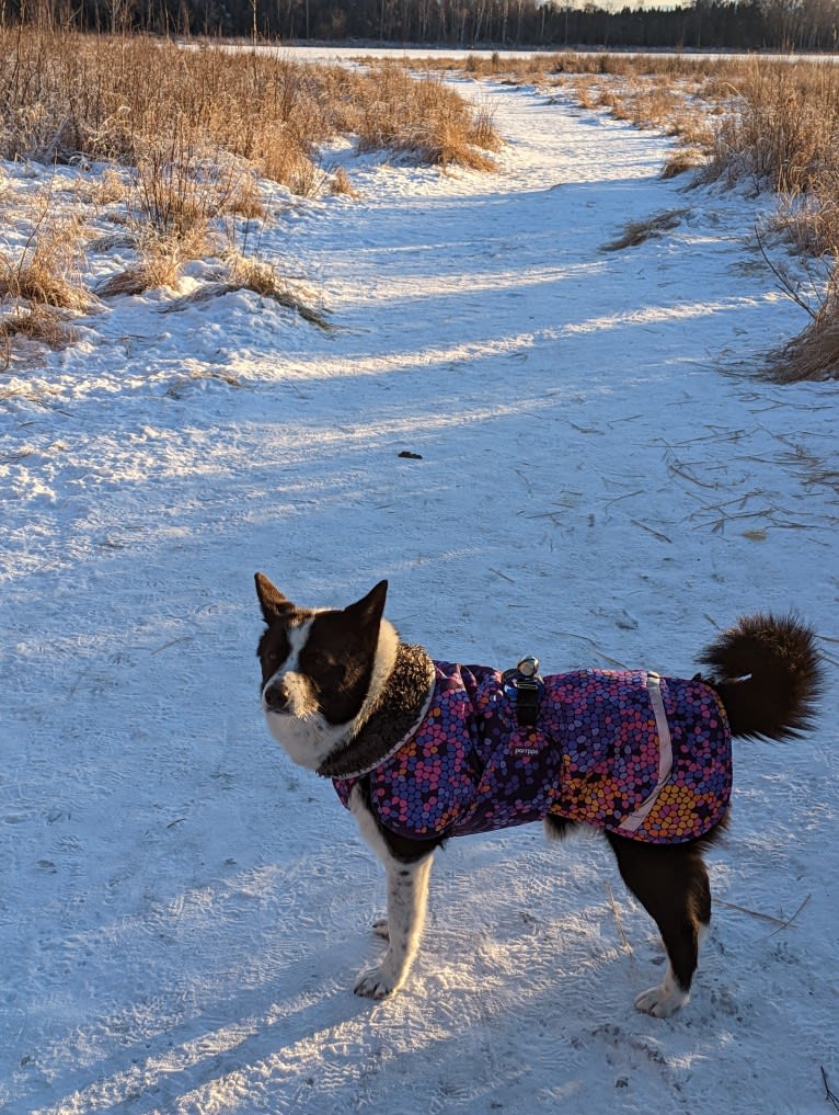 Stella, a Karelian Bear Dog tested with EmbarkVet.com