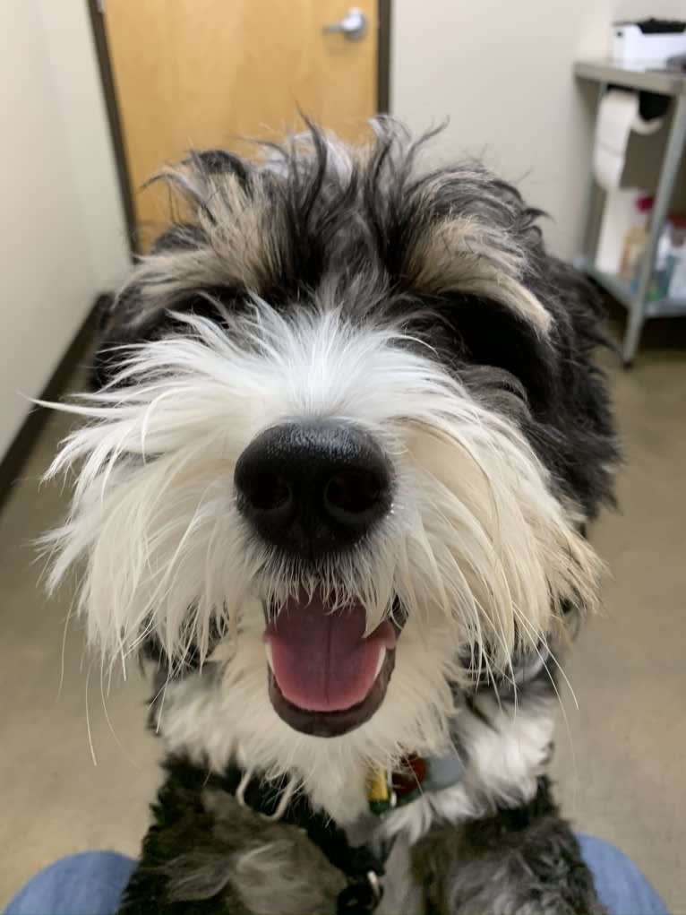 Drake, a Bernese Mountain Dog and Poodle (Small) mix tested with EmbarkVet.com