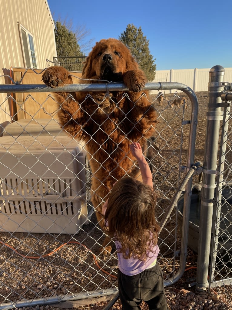 Ankeney’s Whiskey Lullaby of BB, a Tibetan Mastiff tested with EmbarkVet.com