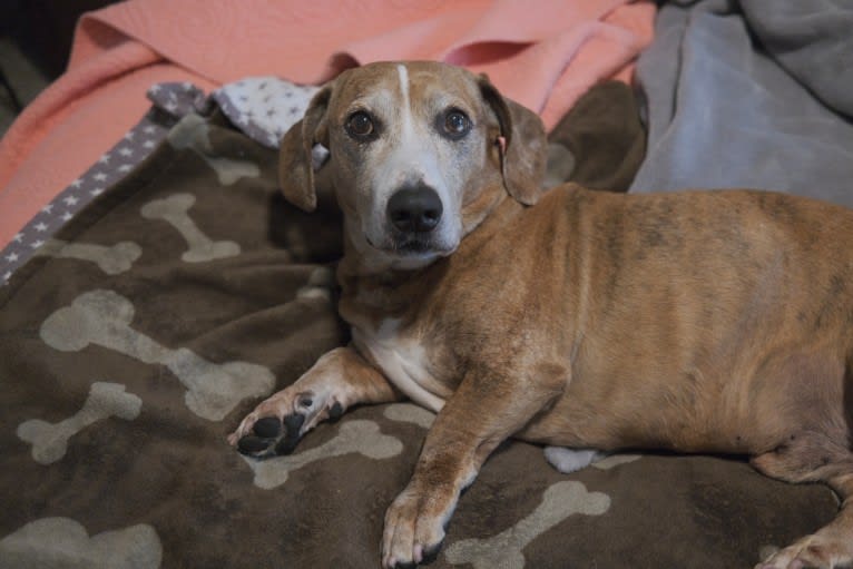 Tanner, an American Bulldog and Dachshund mix tested with EmbarkVet.com