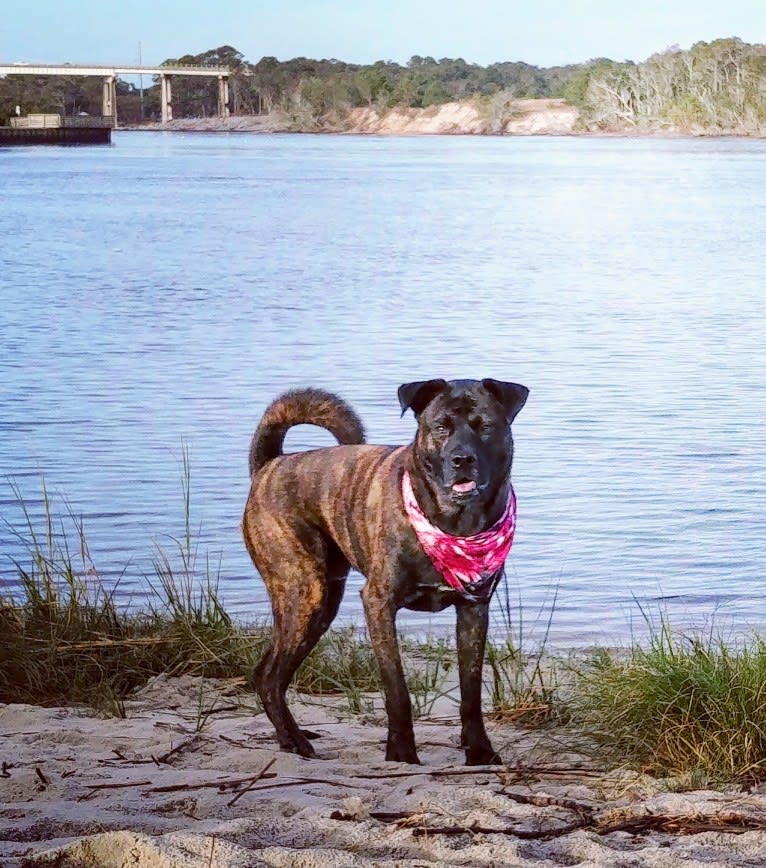 Whiskey Biscuit, a Chow Chow and Boxer mix tested with EmbarkVet.com