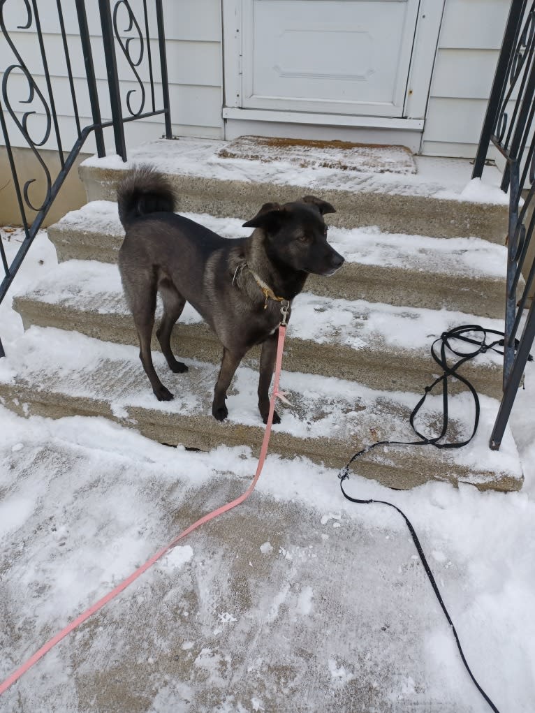 Eurus, a South Asian Village Dog tested with EmbarkVet.com