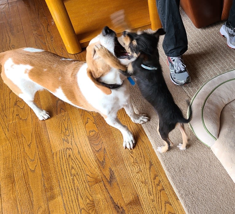 Barney, a Basset Hound and Treeing Walker Coonhound mix tested with EmbarkVet.com