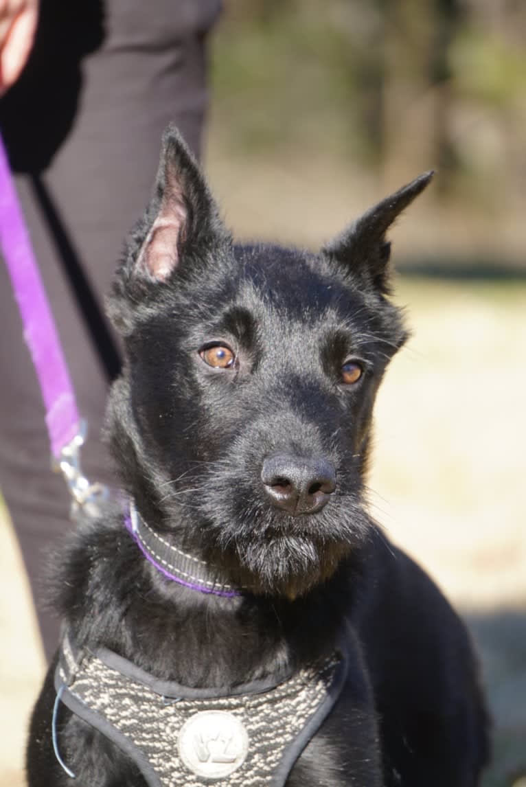 Vaatu, a Black Russian Terrier and Belgian Malinois mix tested with EmbarkVet.com