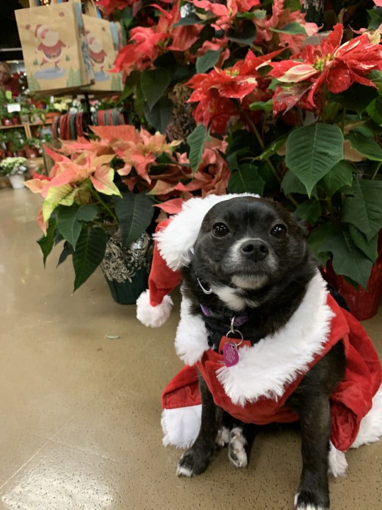 Indy, a Pomeranian and Shih Tzu mix tested with EmbarkVet.com