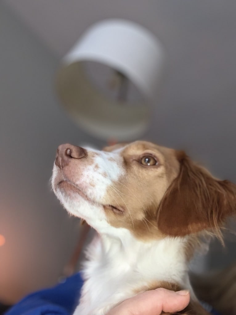 Rusty, a Brittany and Beagle mix tested with EmbarkVet.com