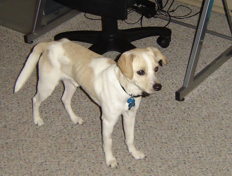 Nicco, a Russell-type Terrier and Bichon Frise mix tested with EmbarkVet.com