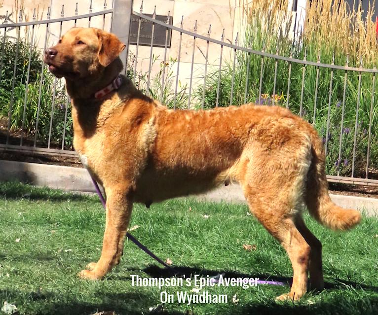 Epic, a Chesapeake Bay Retriever tested with EmbarkVet.com