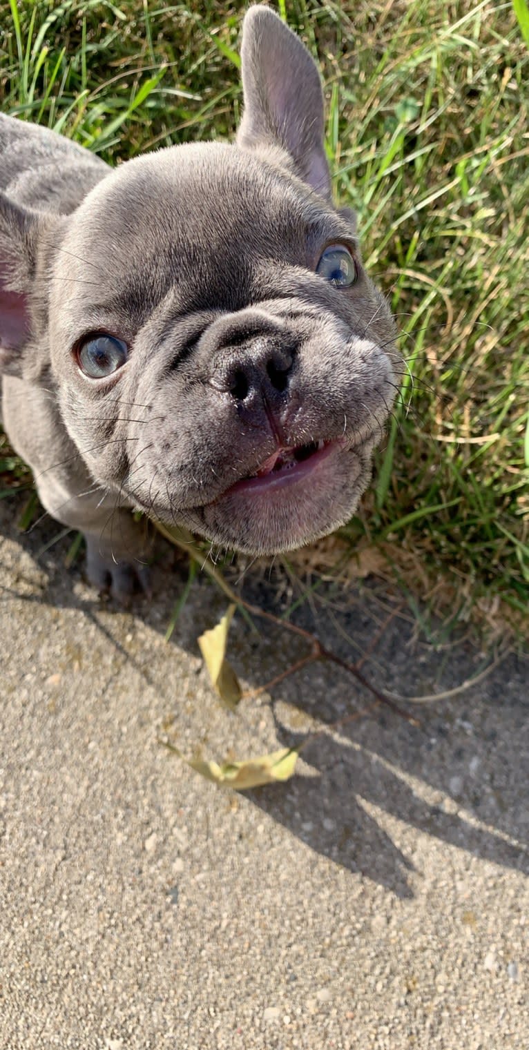 Nardo, a French Bulldog tested with EmbarkVet.com