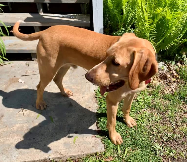 Chief, a German Shorthaired Pointer and Labrador Retriever mix tested with EmbarkVet.com