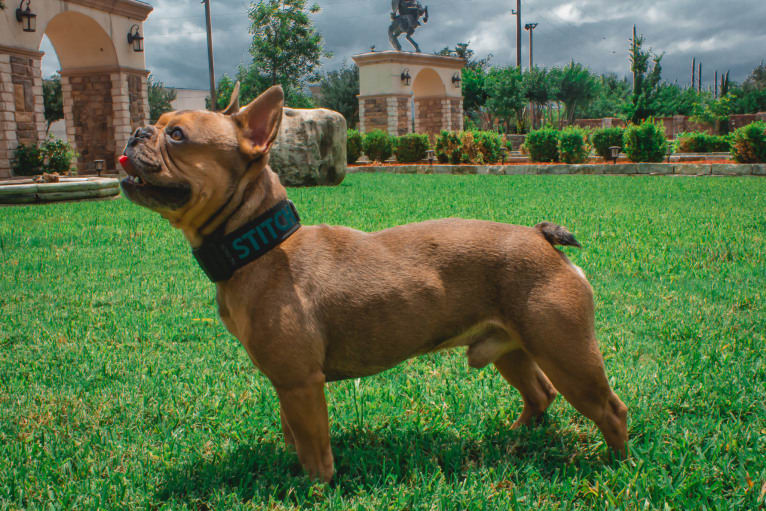 Stitch, a French Bulldog tested with EmbarkVet.com