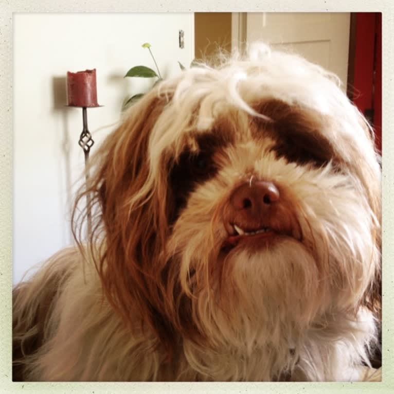 Miggy, a Shihpoo (11.3% unresolved) tested with EmbarkVet.com