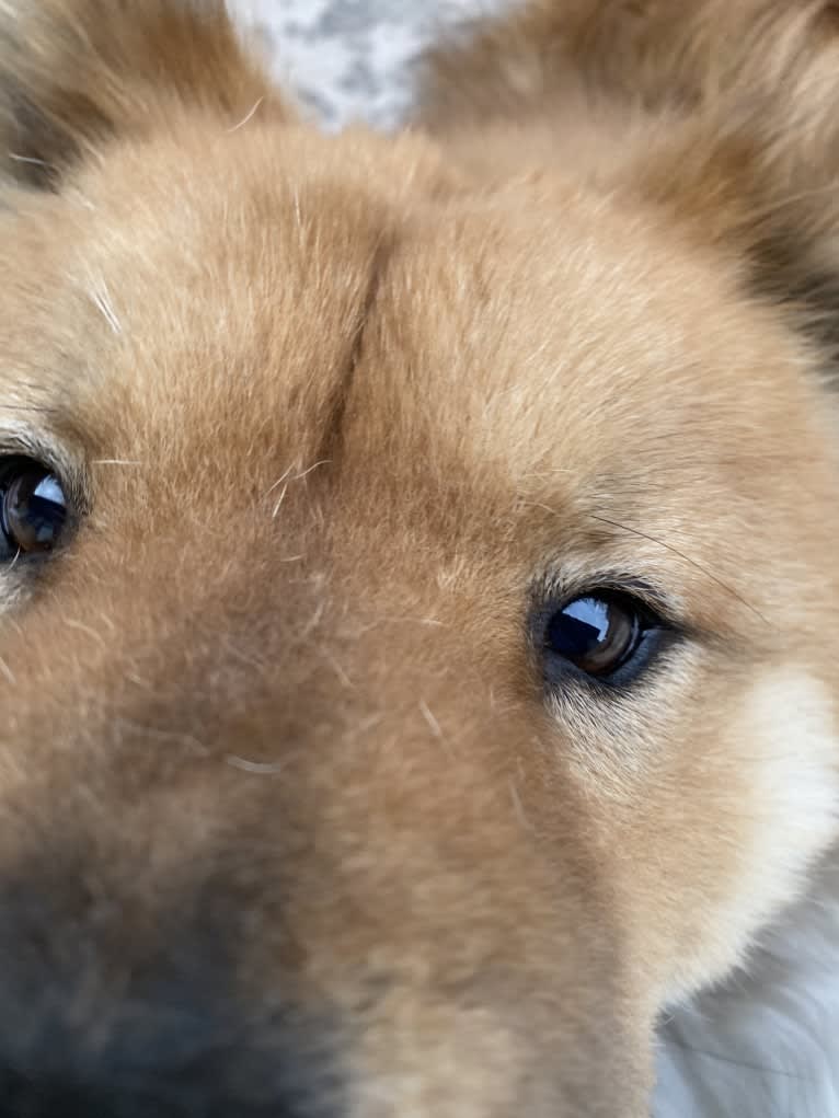 Satchmo, a Chow Chow tested with EmbarkVet.com