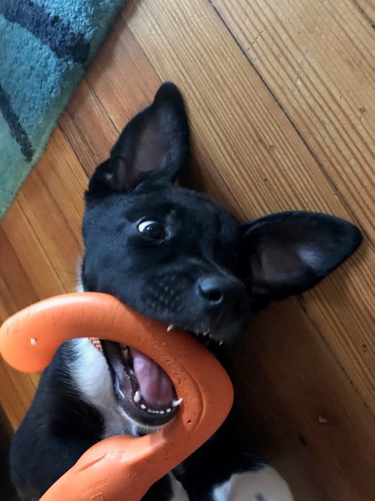 Ralph, an Australian Cattle Dog and American Pit Bull Terrier mix tested with EmbarkVet.com