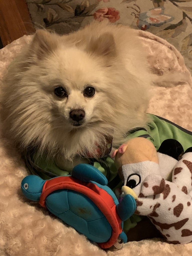 Rockwell, a Pomeranian and Australian Shepherd mix tested with EmbarkVet.com