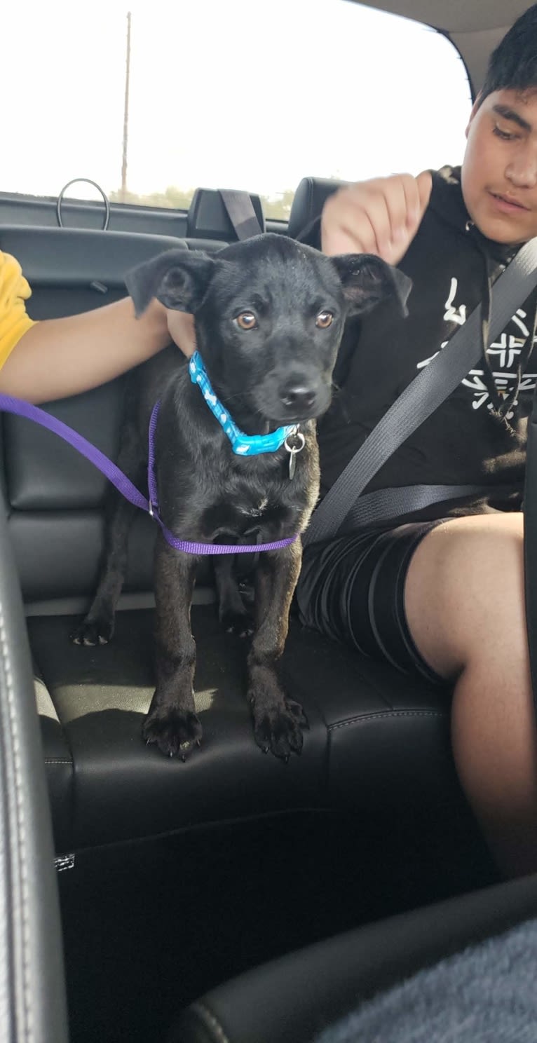 Wesley, an Australian Cattle Dog and Chihuahua mix tested with EmbarkVet.com