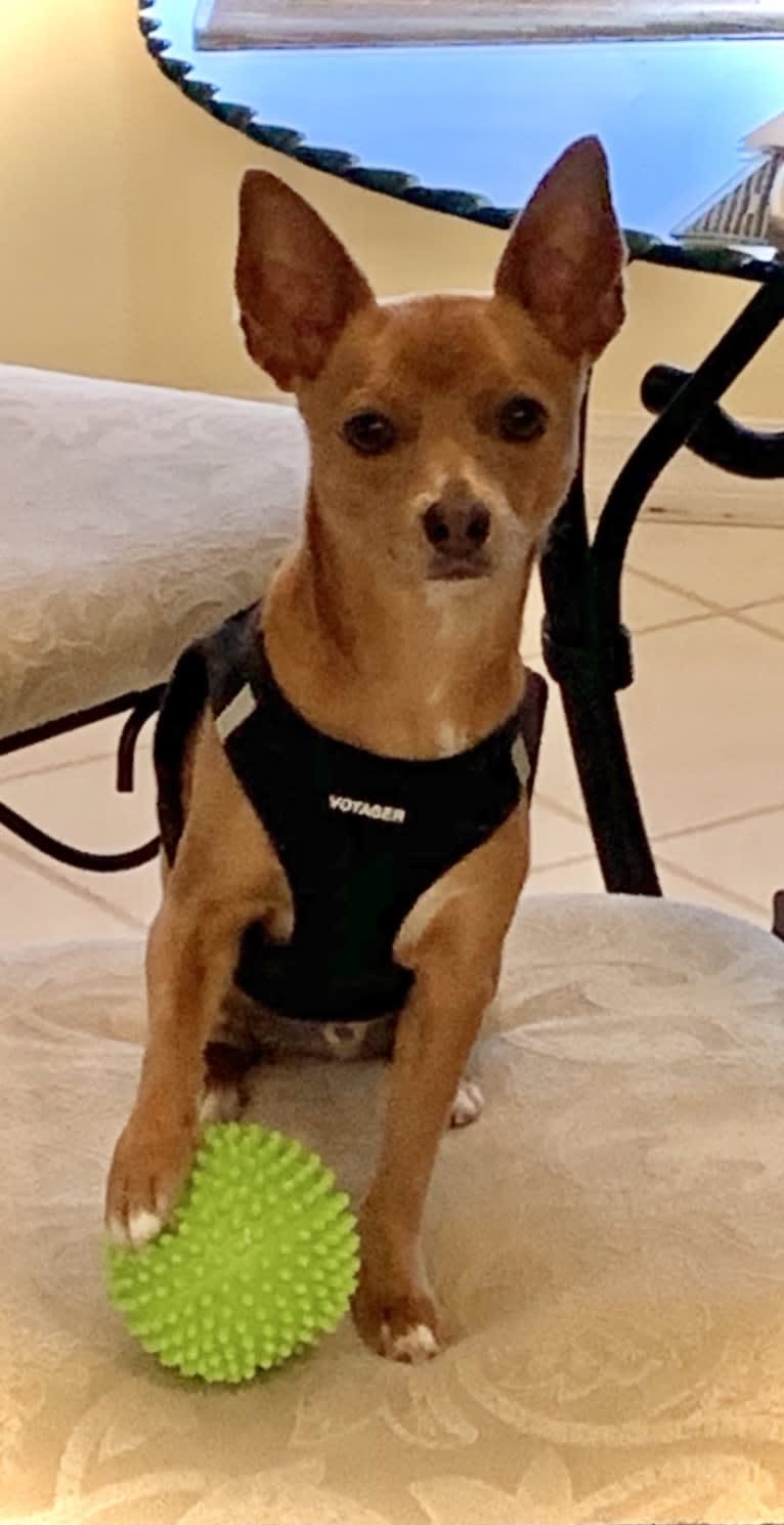 Westin, a Chihuahua and Rat Terrier mix tested with EmbarkVet.com