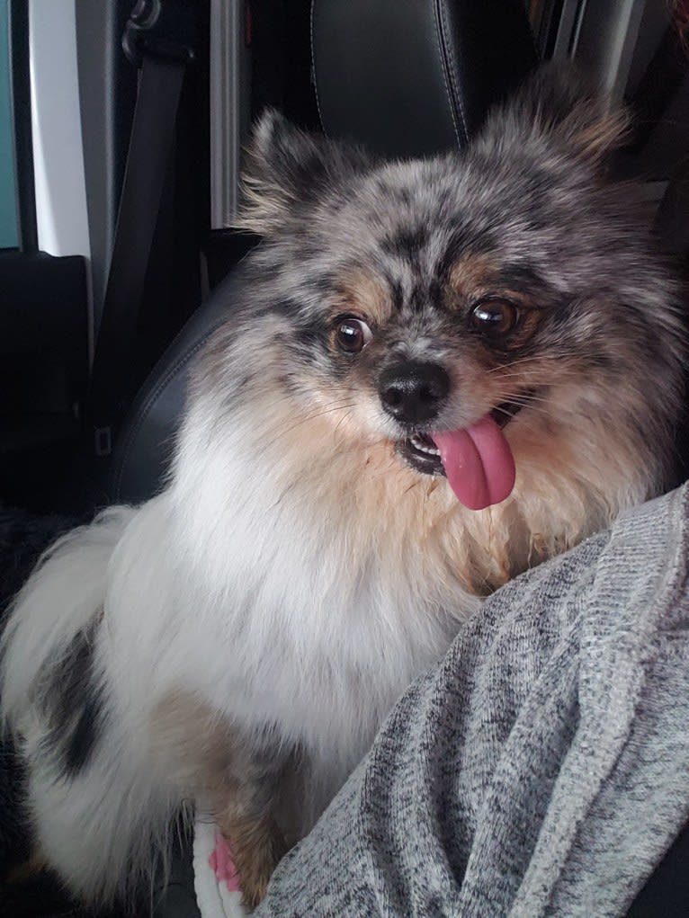 Fred, a Pomeranian and Pekingese mix tested with EmbarkVet.com