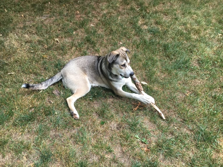 Penny, a Siberian Husky and American Pit Bull Terrier mix tested with EmbarkVet.com