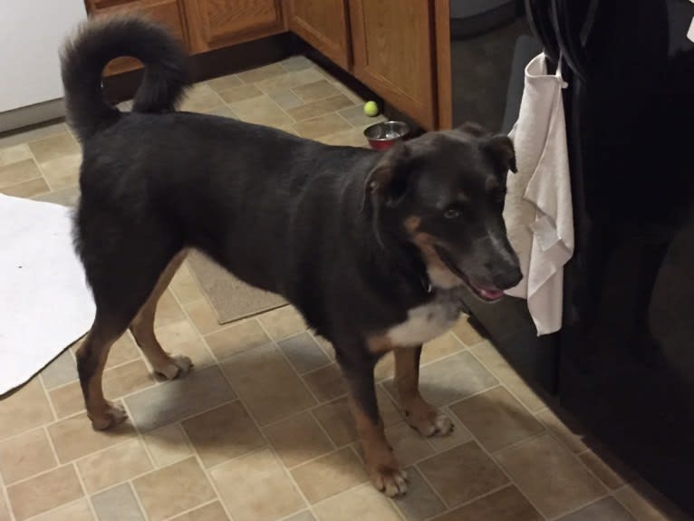 Hudson, a Catahoula Leopard Dog and German Shepherd Dog mix tested with EmbarkVet.com