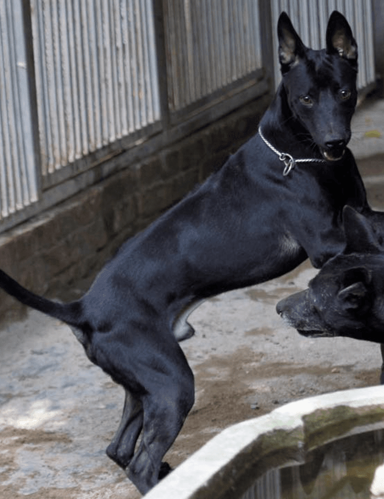 HERO, a Phu Quoc Ridgeback tested with EmbarkVet.com