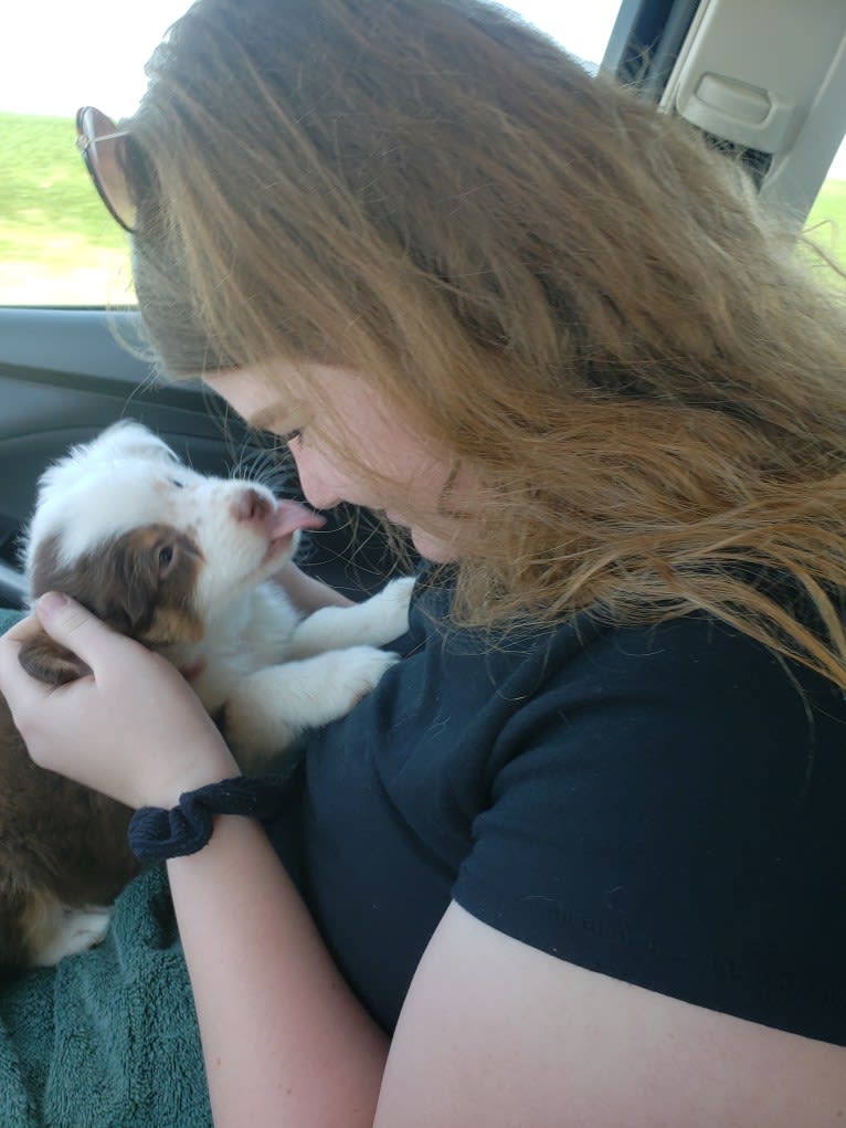 Berlin, an Australian Shepherd tested with EmbarkVet.com