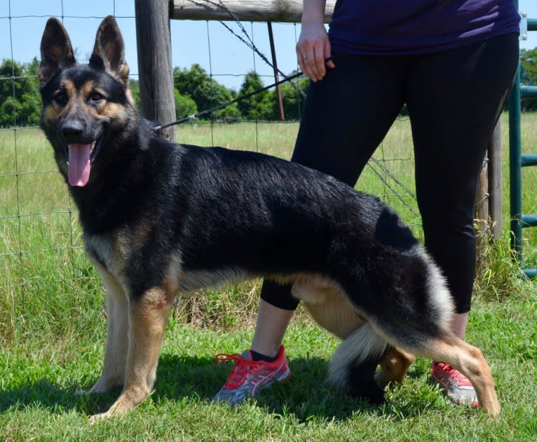 Lightning, a German Shepherd Dog tested with EmbarkVet.com