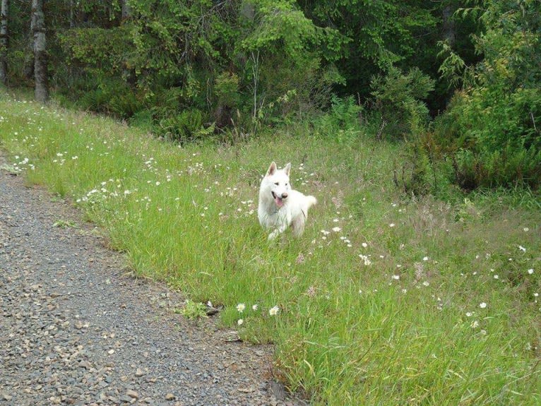 Malachi a dog tested with EmbarkVet.com