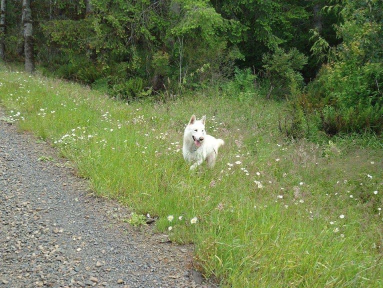 Malachi a dog tested with EmbarkVet.com