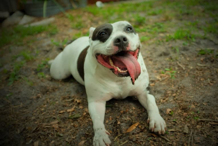 Gertrude (Gertie), an American Bully tested with EmbarkVet.com