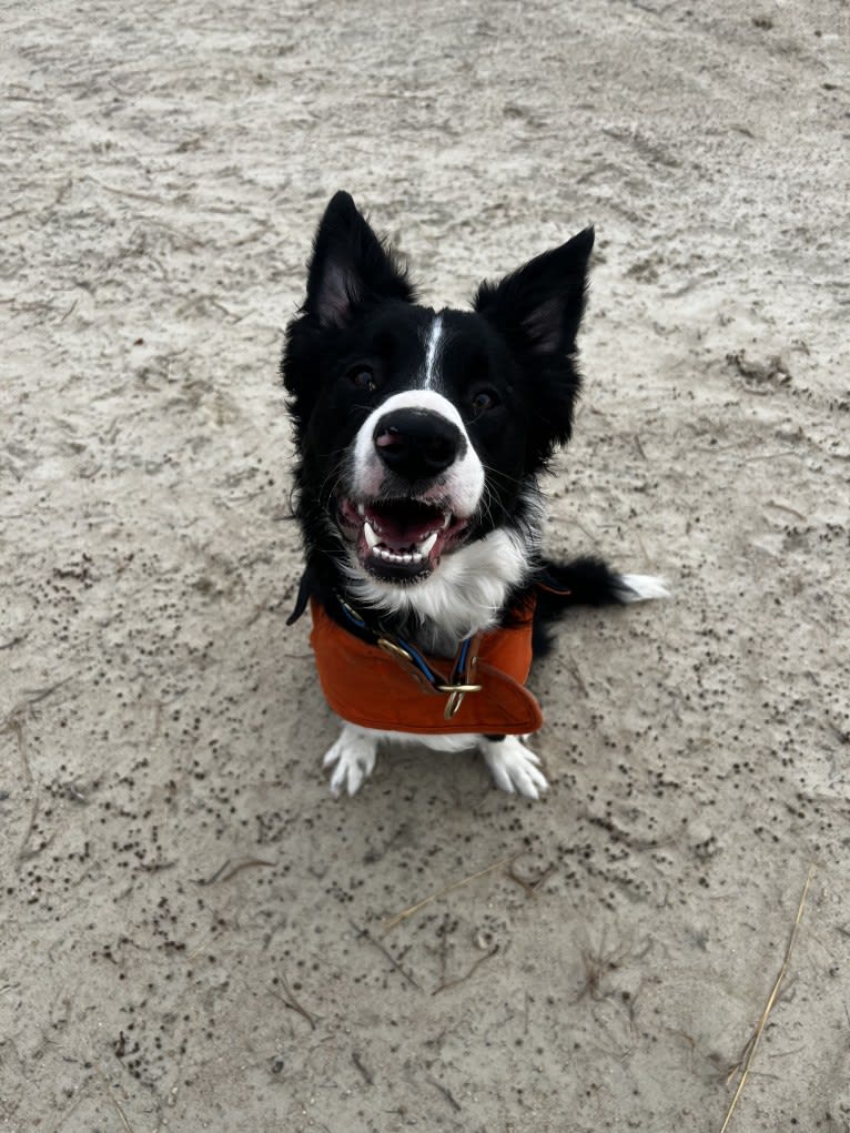 DDF Arlo, a Border Collie tested with EmbarkVet.com
