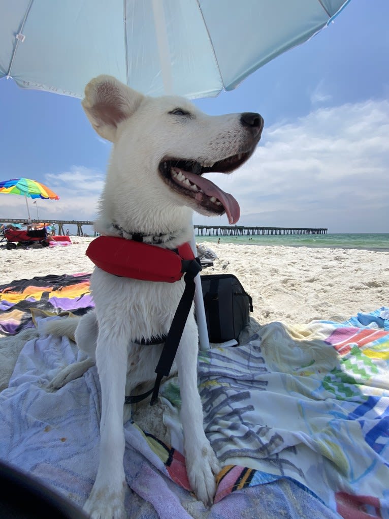 Dash, a Gerberian Shepsky (12.7% unresolved) tested with EmbarkVet.com