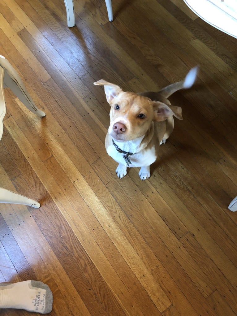 Georgia, a Russell-type Terrier and Chinese Shar-Pei mix tested with EmbarkVet.com