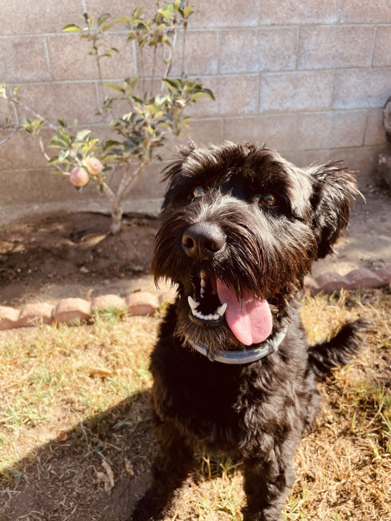 Taleeta, a Miniature Schnauzer and Weimaraner mix tested with EmbarkVet.com