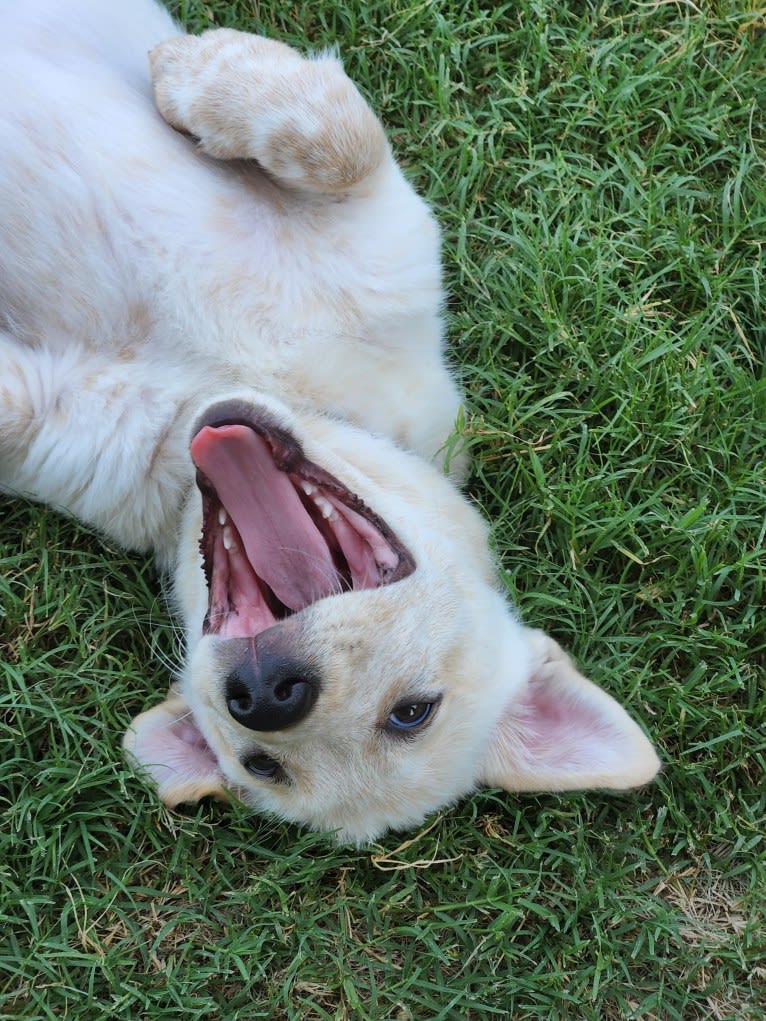 Luigi, an Australian Cattle Dog and Chihuahua mix tested with EmbarkVet.com