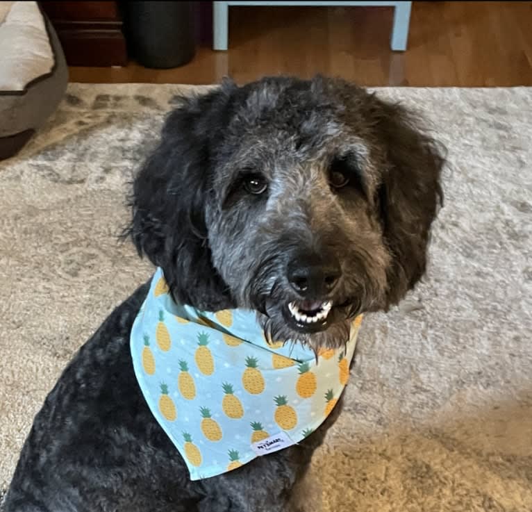 Millie, a Poodle (Standard) and Australian Shepherd mix tested with EmbarkVet.com