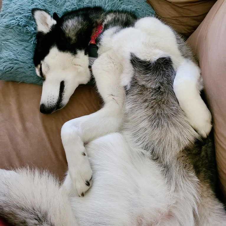 Teyla, a Siberian Husky tested with EmbarkVet.com