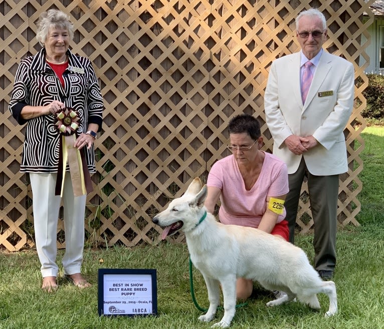 Winter, a White Shepherd tested with EmbarkVet.com