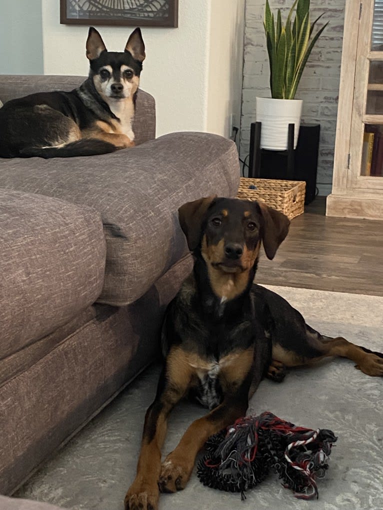 Riley, a Doberman Pinscher and Great Pyrenees mix tested with EmbarkVet.com