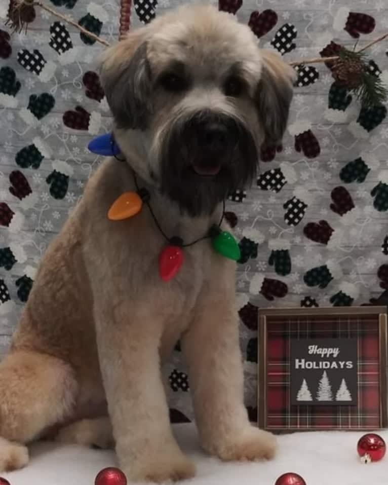 Kevin, a Soft Coated Wheaten Terrier tested with EmbarkVet.com