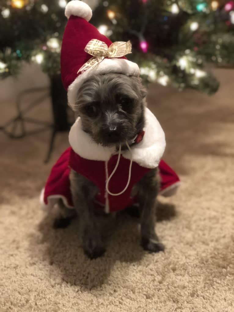 Francie, a Cairn Terrier and Yorkshire Terrier mix tested with EmbarkVet.com