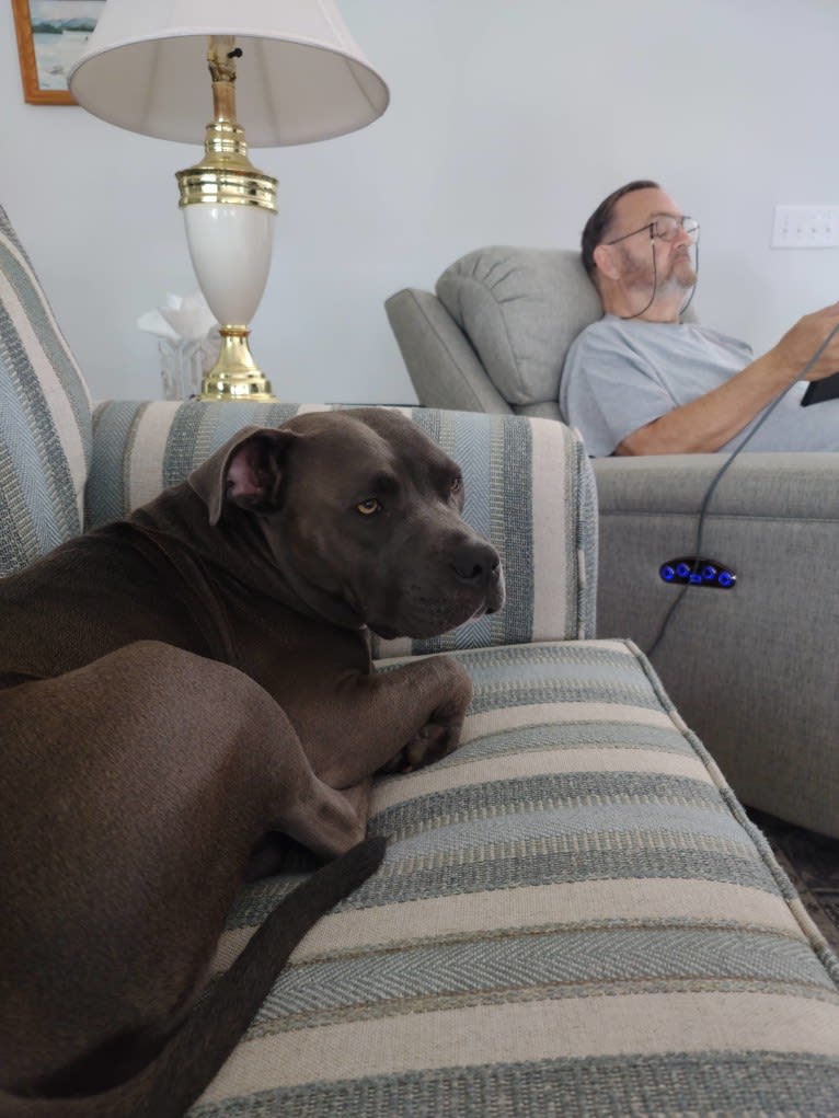 Baby, an American Bully tested with EmbarkVet.com