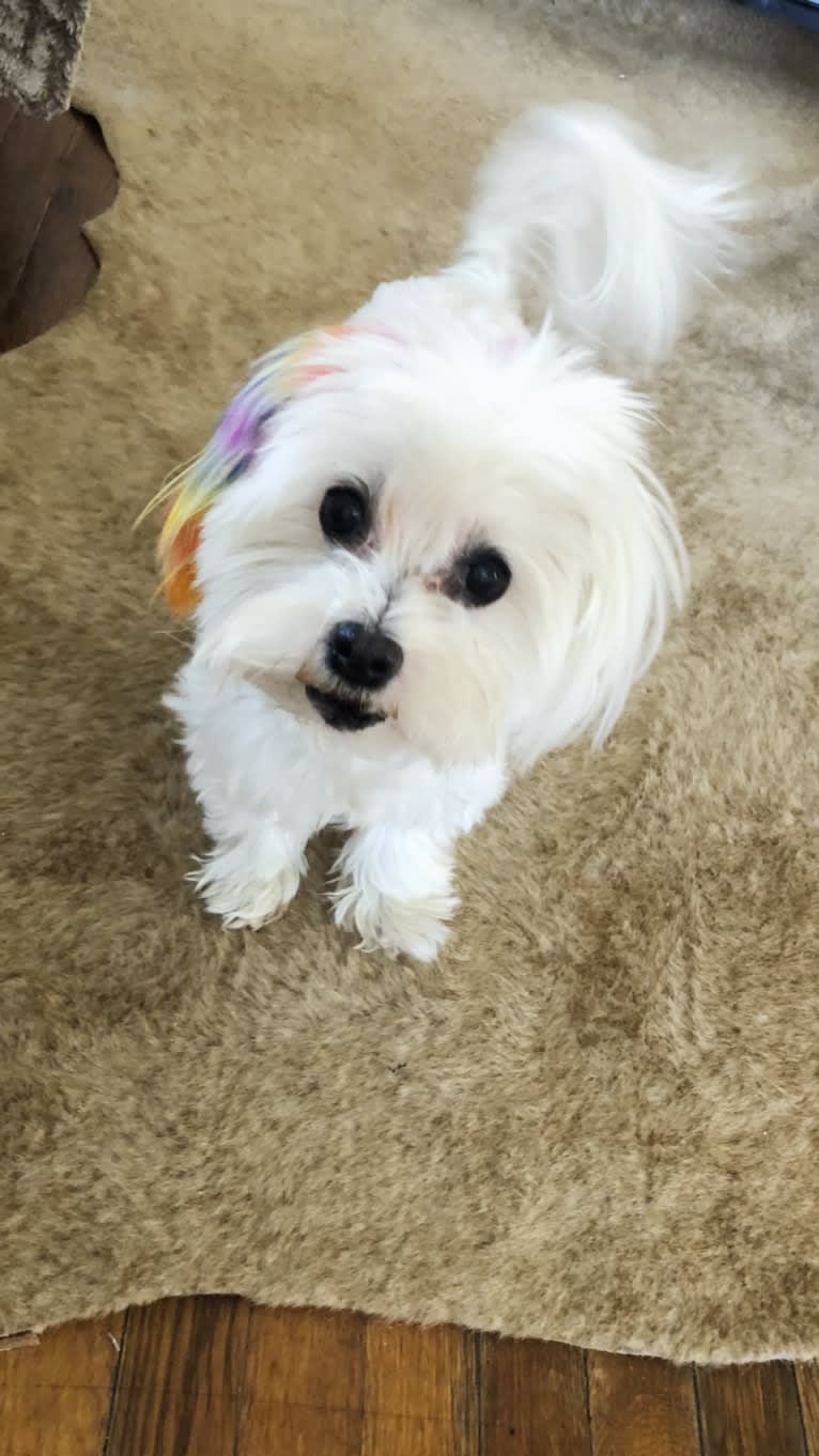 Shaboobalabooby “Boo” Elliott Peabody Minimus, a Maltese tested with EmbarkVet.com