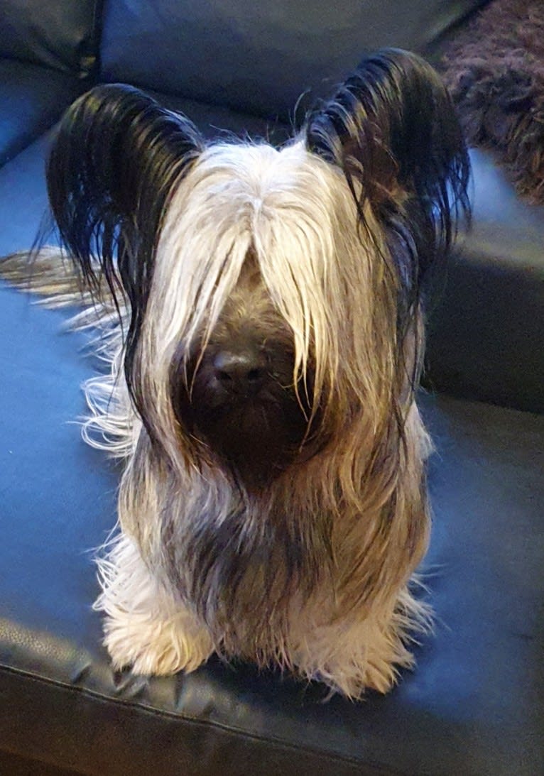 Kaneli, a Skye Terrier tested with EmbarkVet.com