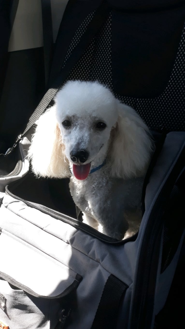 Giorgio, a Poodle (Small) tested with EmbarkVet.com