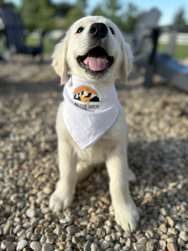 RIGGINS, a Golden Retriever tested with EmbarkVet.com