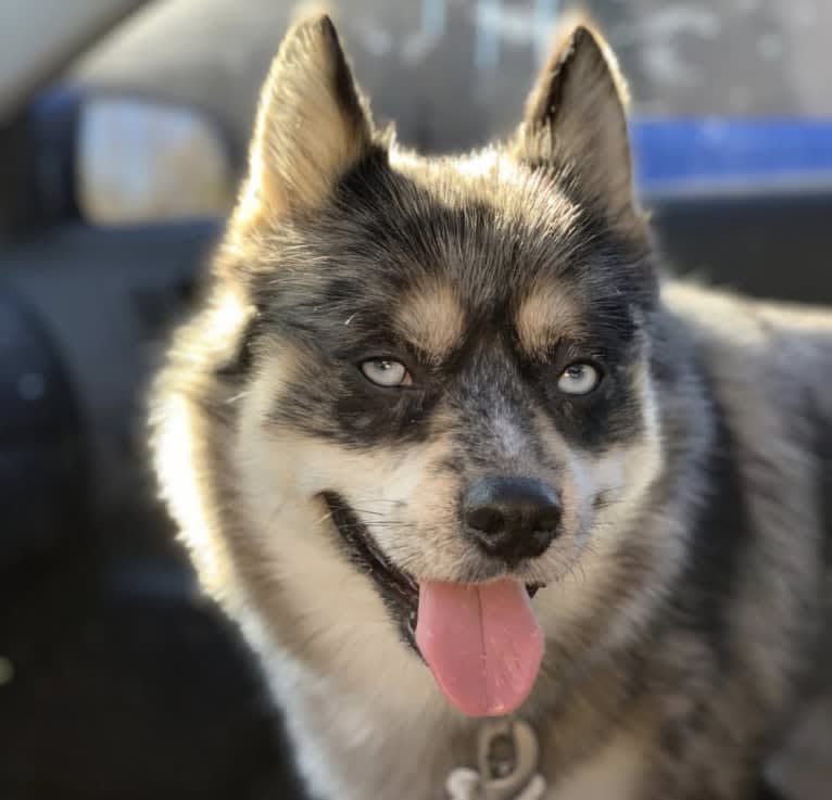 Dallas, a Pomsky tested with EmbarkVet.com