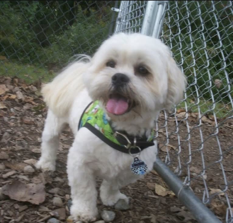 Ziggy Stardust, a Lhasa Apso and Shih Tzu mix tested with EmbarkVet.com